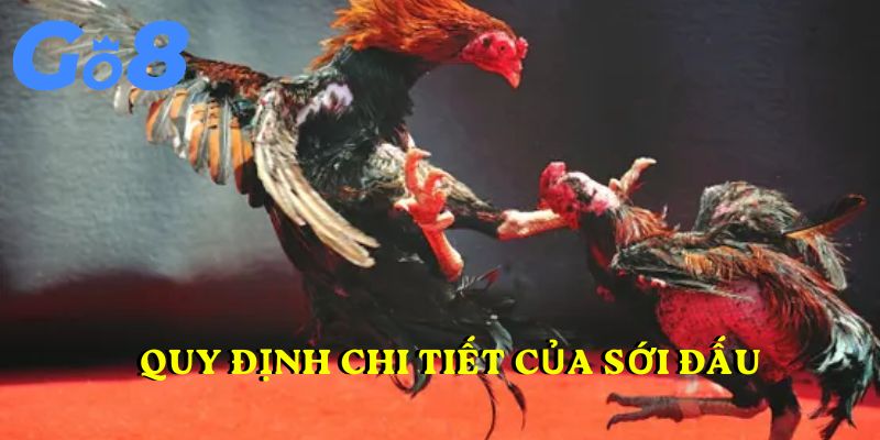 Quy định chi tiết của sới đấu