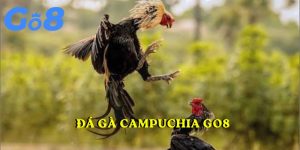 đá gà Campuchia GO8