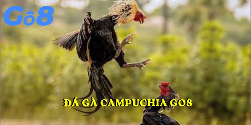 đá gà Campuchia GO8