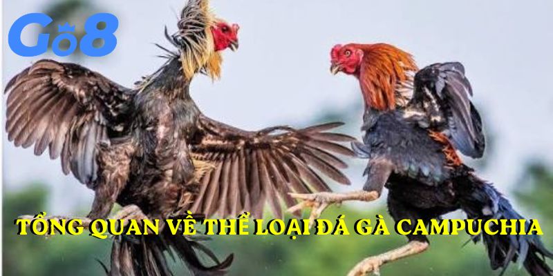 Tổng quan về thể loại đá gà Campuchia GO8