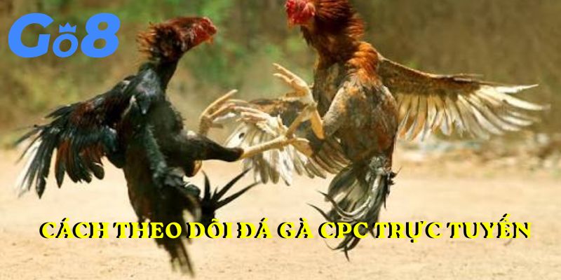 Cách theo dõi đá gà CPC trực tuyến