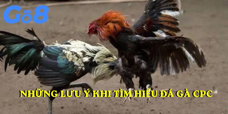 Những lưu ý khi tìm hiểu đá gà cpc