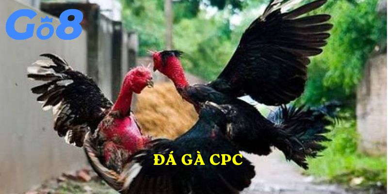 Đá gà CPC