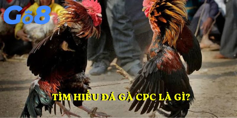 Tìm hiều Đá gà CPC là gì?
