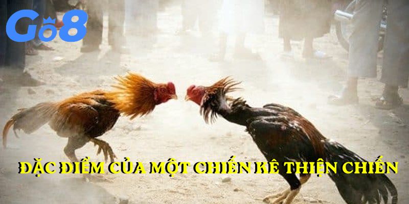 Đặc điểm của một chiến kê thiện chiến