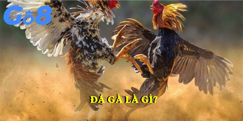 Đá gà là gì?