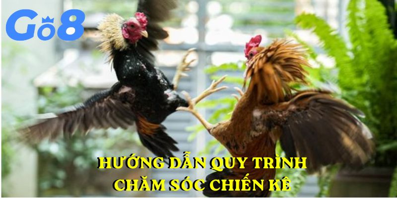 Hướng dẫn quy trình chăm sóc chiến kê